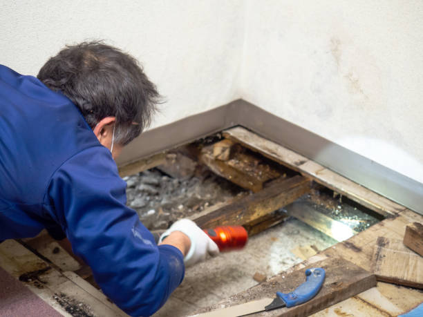 Best Mold Cleaning Services  in Cleary, MS