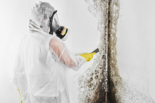 Best Local Mold Removal Service  in Cleary, MS