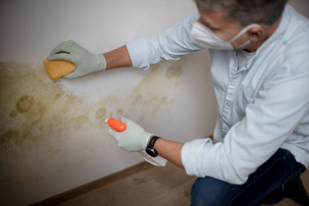 Reliable Cleary, MS Mold Removal Solutions