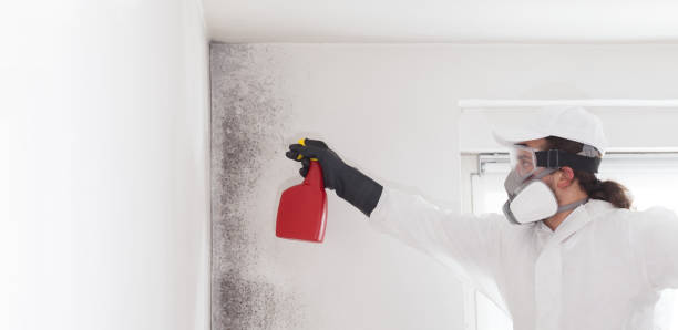 Best Office Mold Removal Services  in Cleary, MS