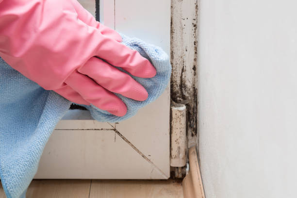 Best Fast Mold Removal  in Cleary, MS